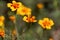 Signet marigold Tagetes tenuifolia