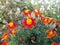 Signet marigold, Tagetes tenuifolia, with flowers