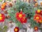 Signet marigold, Tagetes tenuifolia, with flowers