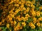 Signet Marigold (Tagetes tenuifolia) \\\'Luna Orange\\\' flowering with small, abundant richly colored blossoms