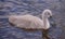 Signet Swan