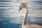 Signet Swan on a lake