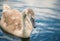 Signet Swan on a lake