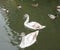 Signets in immature plumage