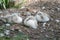 Signets nesting