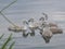 Signets on River - together in a group