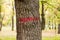 Signs on trees painted red paint. Sign of red paint on the bark of a diseased tree