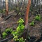 Signs of a wildfire and regrowth in the forest