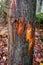 Signs of wildlife, tree trunk with claw marks from animal that used it as a scratching post