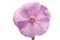 Sihgle flower of pink phlox