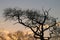 Sihouette of tree and birds in sunset colored sky