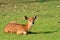 Sika deer