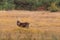 Sika Deer in beautiful British autumn woodland