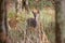 Sika Deer in beautiful British autumn woodland