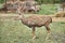 Sika deer buck on a reindeer farm. Profile view