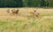 Sika deer Cervus nippon, also known as spotted deer or Japanese deer in meadow. Aland Islands