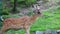 Sika deer Cervus nippon, Japanese deer sniffing and grazing, captivity