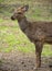 Sika deer Cervus nippon or japanese spotted deer female