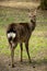 Sika deer Cervus nippon or japanese spotted deer female