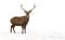 Sika deer  Cervus nippon, spotted deer  walking in the snow on a white background