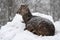 Sika deer (Cervus nippon) under the snowfall