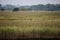 Sika deer in Dorset wetlands