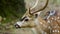 Sika deer eating grass at zoo