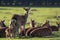 Sika deer. English countryside nature image. Doe with suckling f