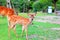 Sika Deer fawn