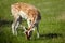 Sika deer feeding on green grass