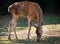 A sika deer female grazes in a forest glade. The sika deer, Cervus nippon