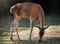 A sika deer female grazes in a forest glade. The sika deer, Cervus nippon