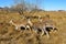 The sika deer on the grassland in autumn