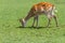 Sika deer grazing in field. Cervus nippon deer in nature close up photo