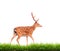 Sika deer with green grass isolated