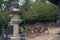 Sika deer, Miyajima, Japan