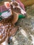 Sika deer resting in a zoo. petting zoo for children with a deer