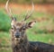Sika Deer Stag Frontal - Cervus nippon
