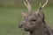 Sika deer, stag,hind, calf portrait while in long grass