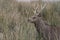 Sika deer, stag,hind, calf portrait while in long grass