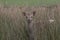 Sika deer, stag,hind, calf portrait while in long grass