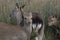 Sika deer, stag,hind, calf portrait while in long grass