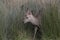 Sika deer, stag,hind, calf portrait while in long grass