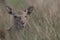 Sika deer, stag,hind, calf portrait while in long grass