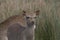 Sika deer, stag,hind, calf portrait while in long grass