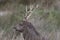 Sika deer, stag,hind, calf portrait while in long grass