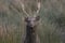 Sika deer, stag,hind, calf portrait while in long grass