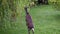 Sika Deer Standing on Hind Legs to Eat Weeping Willow Tree, Enniskerry