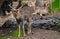 Sika deer standing in an open field of mysore zoo