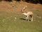 sika deer stock on green grass background in a park, forest or farm, countryside or zoo environment
